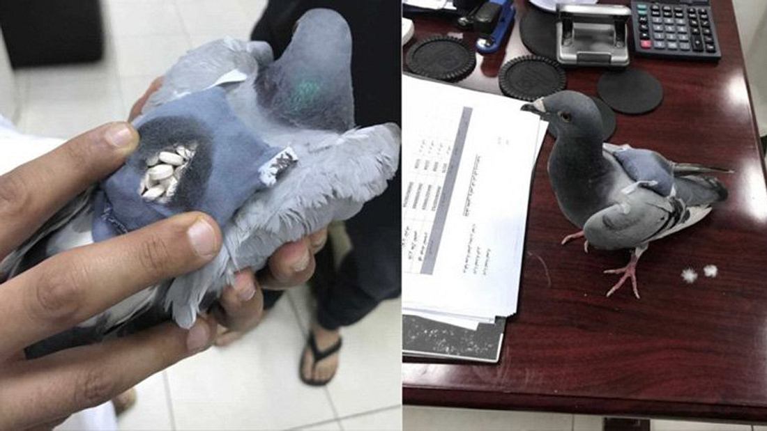 Krimineller Vogel: Eine Taube wurde wegen Drogenschmuggels zwischen Kuwait und dem Irak verhaftet 170 Pillen: Eine Taube wurde wegen Drogenschmuggels in Kuwait verhaftet