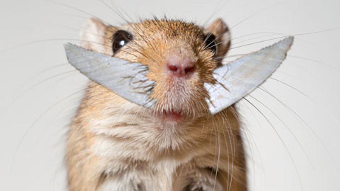 Hamster mit sehr großen Zähnen (Collage) Hamster mit sehr großen Zähnen (Collage)
