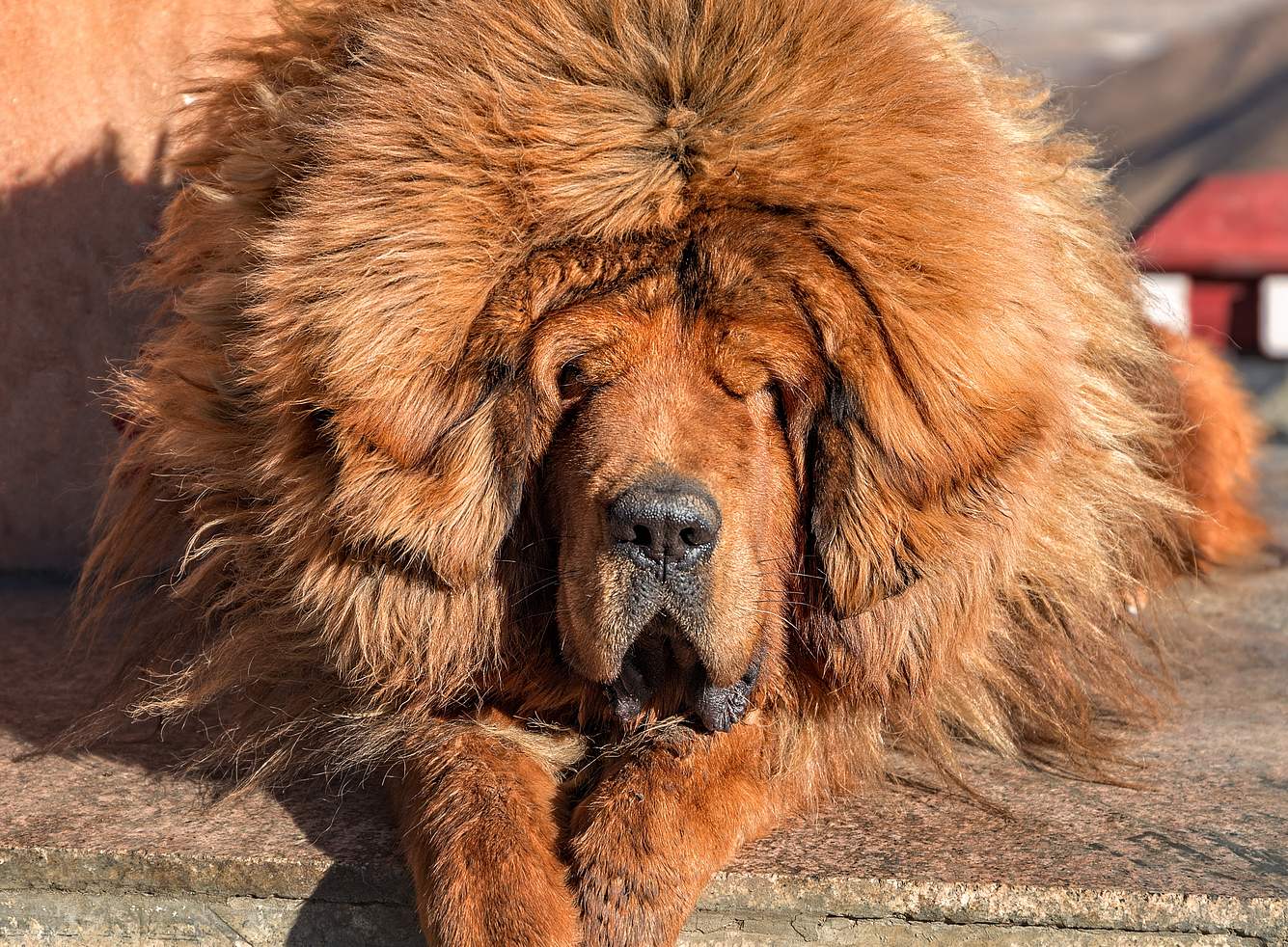 Tibet-Mastiff