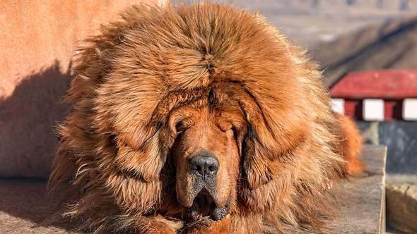 Tibet Mastiff - Foto: iStock/darrensp
