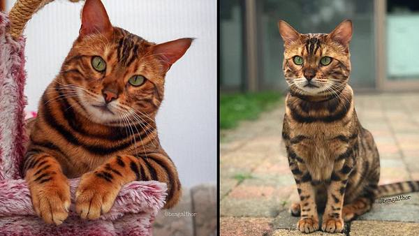 Thor, die vielleicht schönste Katze der Welt - Foto: Instagram / bengalthor