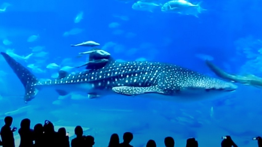 Fisch in Aquarium - Foto: YouTube/Medic Fuel (Screenshot)