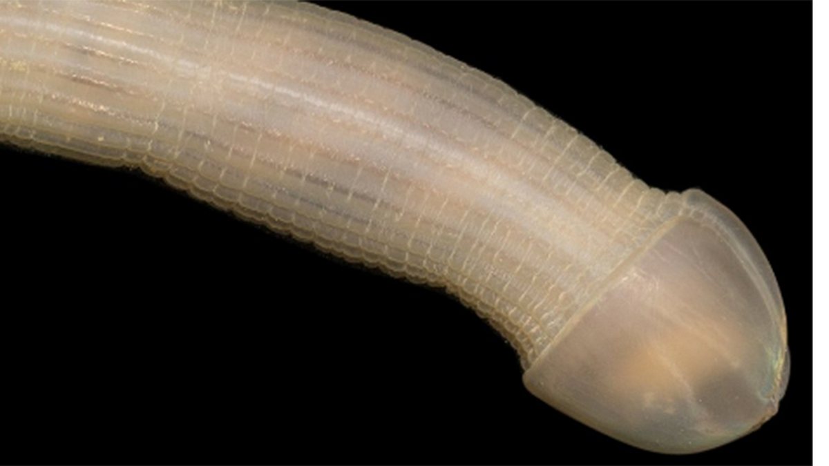 Spritzwurm: Der Peanut Worm-Tiefseewurm sieht aus wie ein Penis