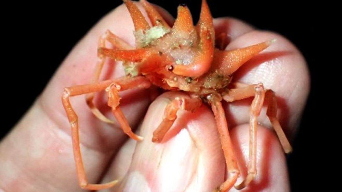 Neu und befremdlich: eine orange farbene Krabbe 