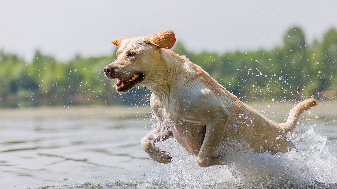 Tierhasser bewirft zwei Hunde mit Steinen - dann schlägt das Karma erbarmungslos zu Ein Hundehasser muss sich auf bissige Reaktion einstellen.