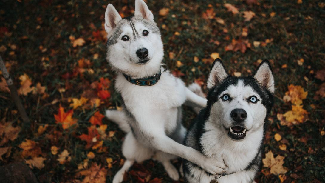 Zwei Huskys, die in die Kamera gucken - Foto: iStock / Sergeeva