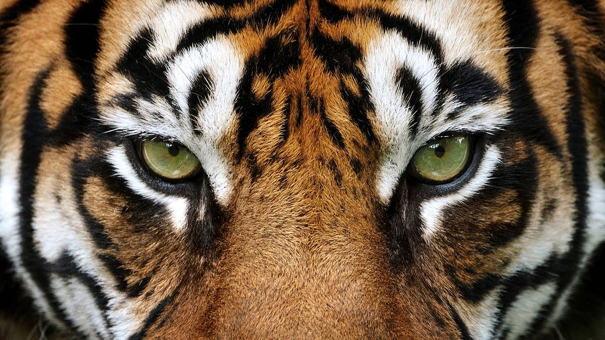 The eye(s) of the Tiger