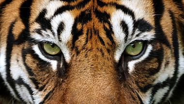 The eye(s) of the Tiger - Foto: iStock / Freder