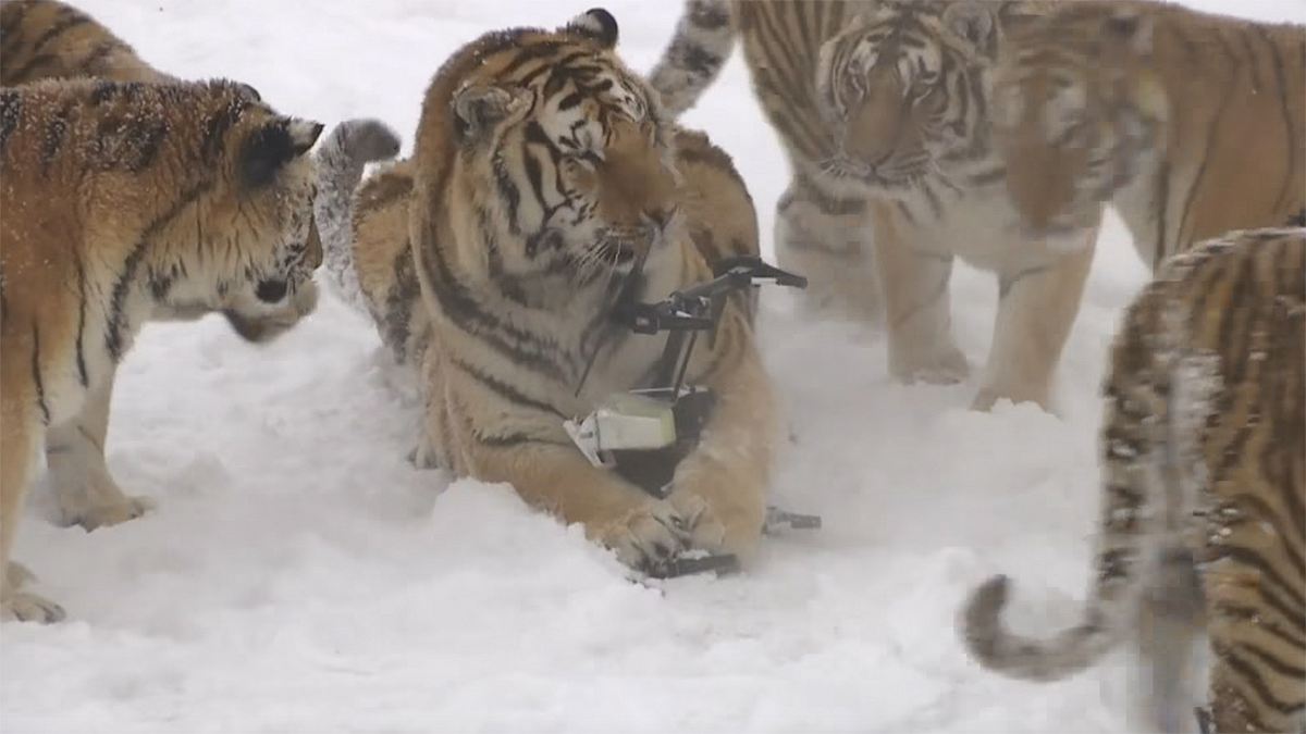 Tiger vs. Technik: Drohne verliert Kampf gegen Raubkatzen