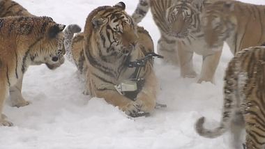 Tiger vs. Technik: Drohne verliert Kampf gegen Raubkatzen - Foto: YouTube / Kanal CCTV+