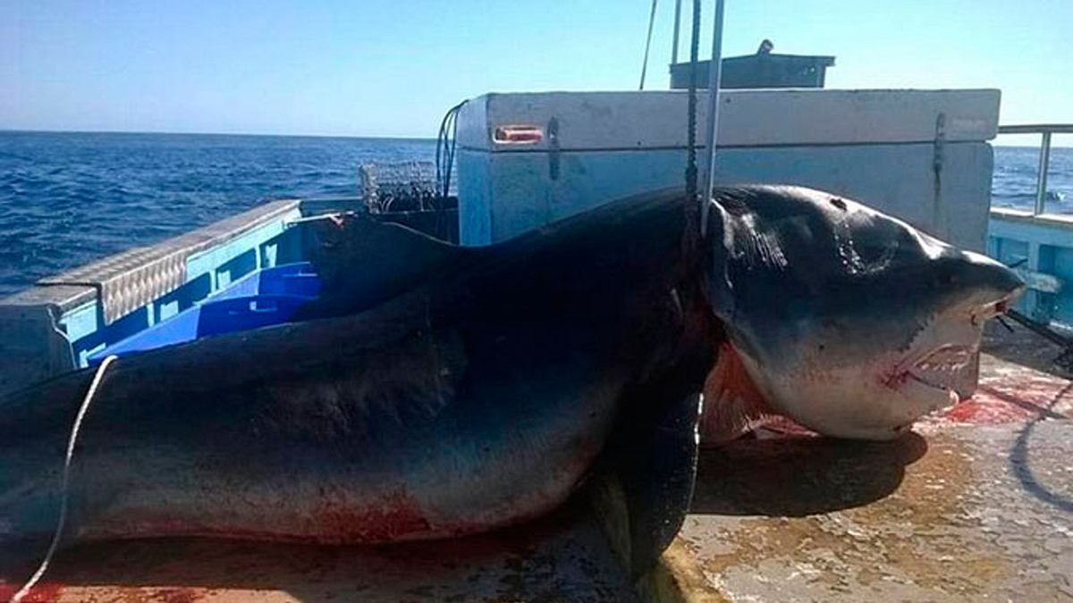 6 Meter: Ein gigantischer Tigerhai wurde vor der australischen Küste gefangen