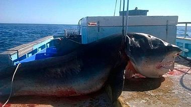 6 Meter: Ein gigantischer Tigerhai wurde vor der australischen Küste gefangen - Foto: Geoff Brooks