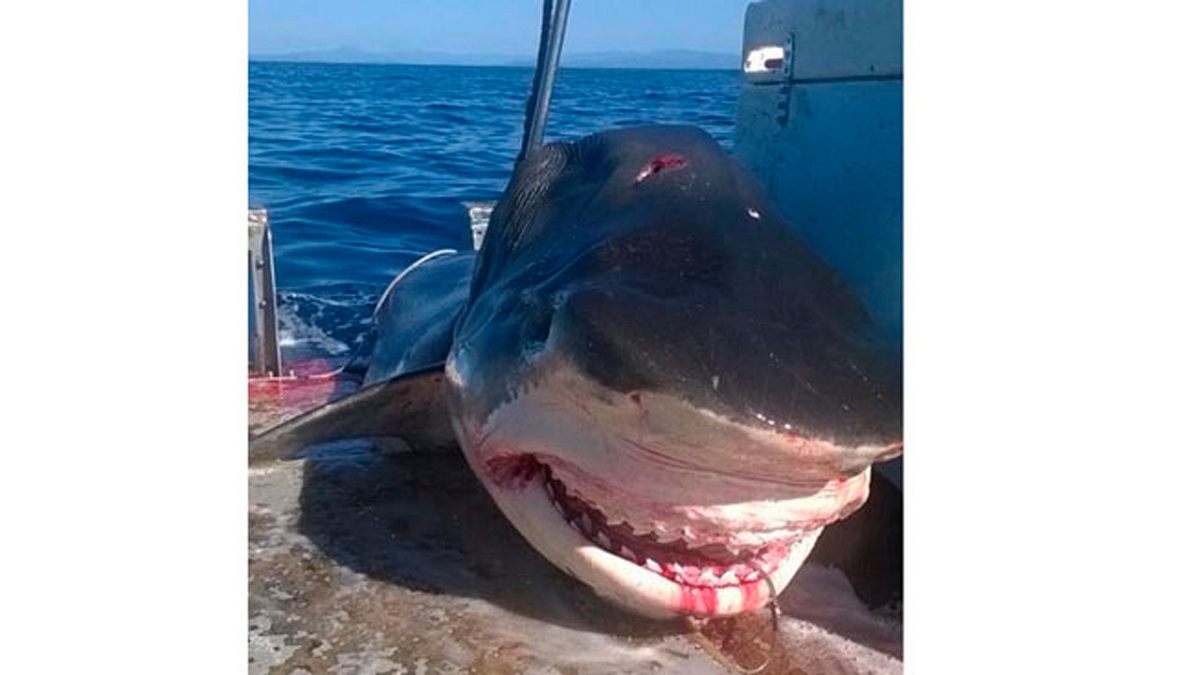 6 Meter: Ein gigantischer Tigerhai wurde vor der australischen Küste gefangen