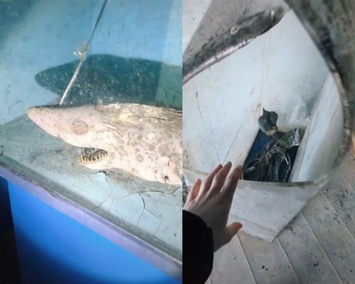 Toter Hai in verlassenem Aquarium