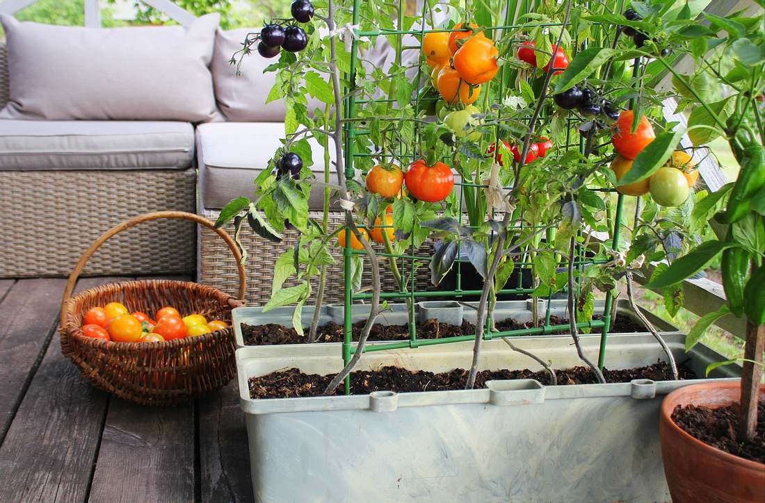 Tomatenzucht auf dem Balkon Tomatenzucht auf dem Balkon