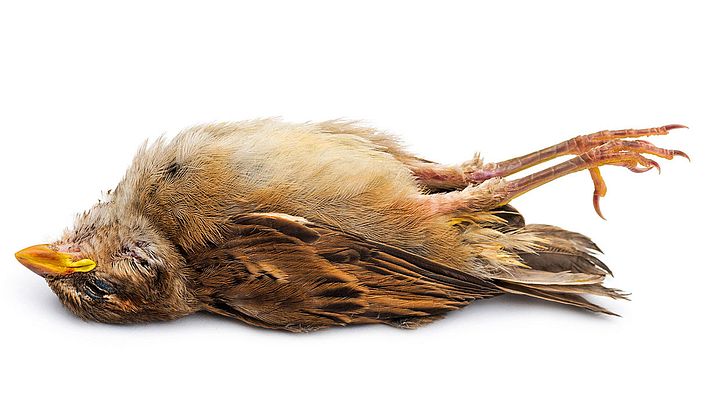 Toter Singvogel - Foto: iStock/GlobalP