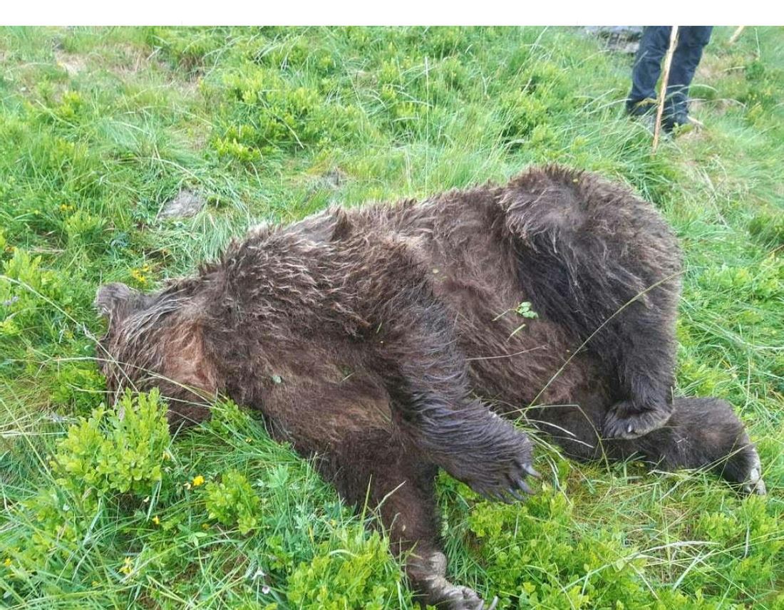 Skandal um toten Braunbär: Er wurde hingerichtet! Toter Braunbär in den Pyrenäen
