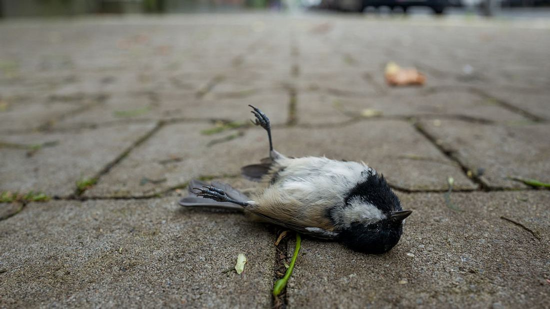 Vögel verdursten bei der Hitze, wenn sie nichts zum Trinken finden Vögel verdursten bei der Hitze, wenn sie nichts zum Trinken finden