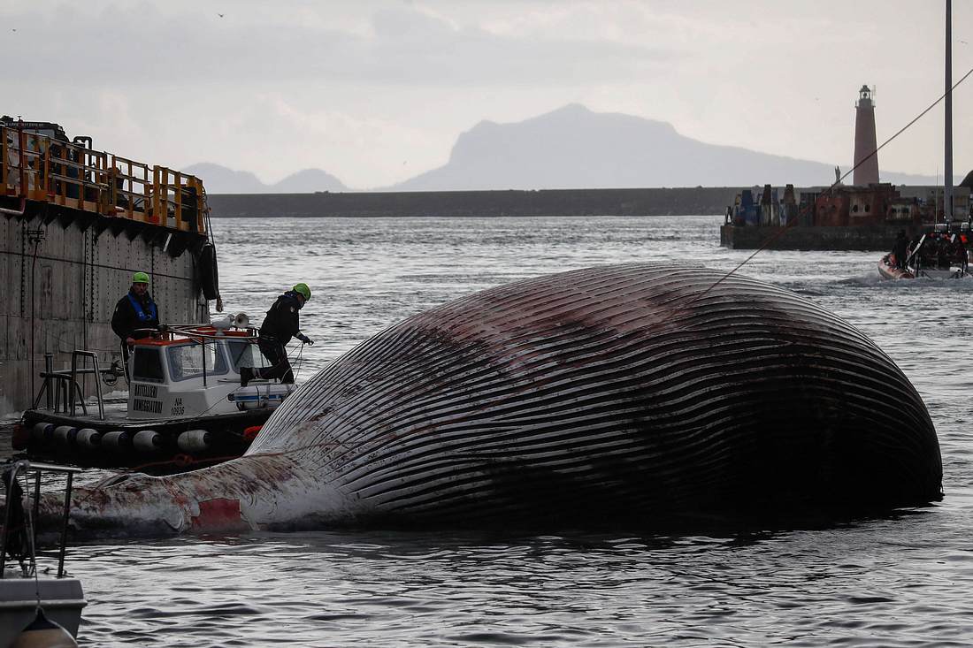 Toter Finnwal im Hafen von Neapel