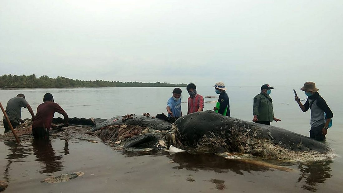 Angespülter Wal in Indonesien Angespülter Wal in Indonesien