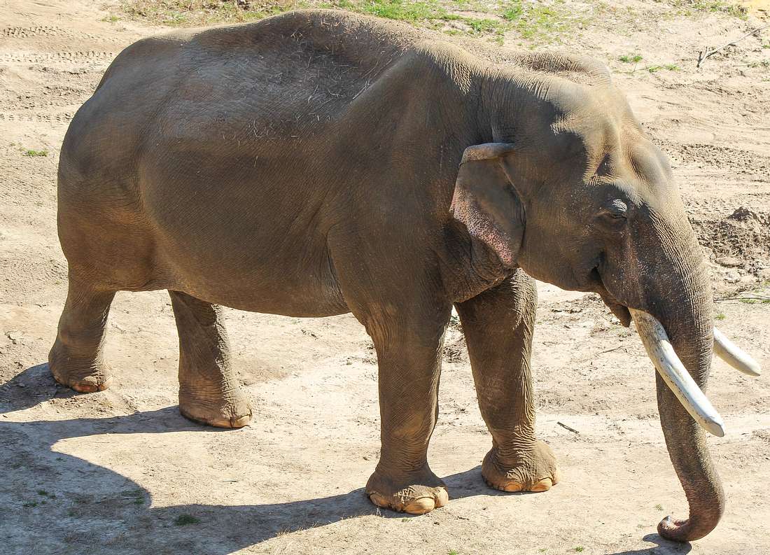 Trächtige Elefanten-Mutter bekommt Ananas mit Böllern zu fressen – tot Elefant