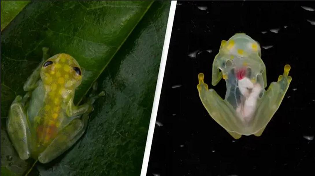 Zwei Arten von transparenten Fröschen entdeckt - Foto: University of California – Berkeley