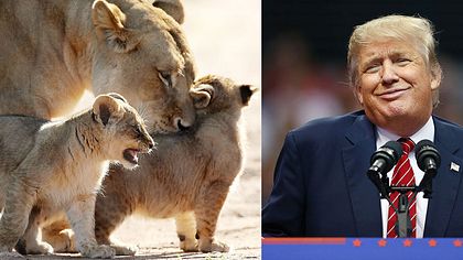 Trump kippt Gesetz, erlaubt Tötung von Löwen - Foto: Morne de Klerk/Tom Pennington/getty images