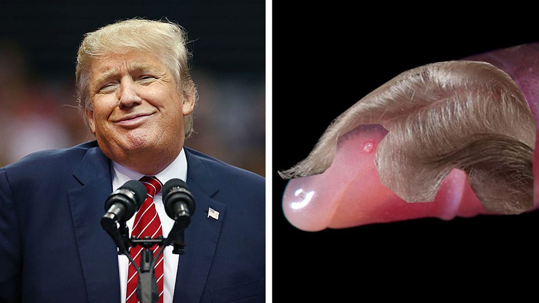 blinde-amphibie-nach-donald-trump-benannt blinde-amphibie-nach-donald-trump-benannt