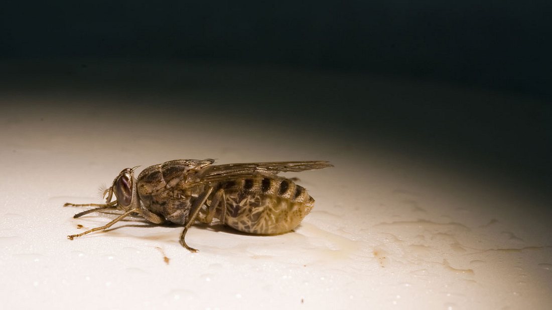 Die tödliche Tsetsefliege Tsatsafliege