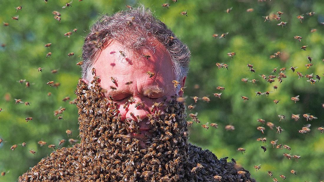 Bienenbart von Ulrich Möller Olympus Fotowettbewerb: Bienenbart von Ulrich Möller