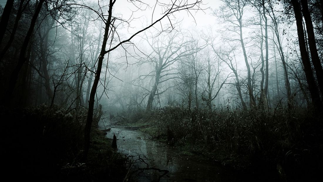 Unheimlicher, Nebel bedeckter Grusel-Wald Unheimlicher, Nebel bedeckter Grusel-Wald