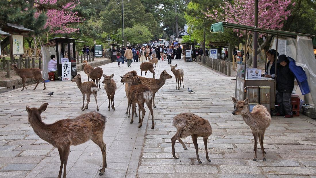 Nara in Japan. Urlaub mit Kindern: Das sind die 10 besten Reiseziele