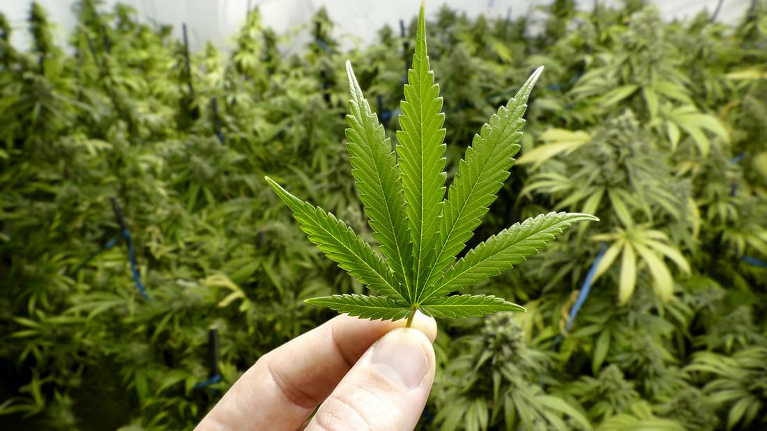 1.30 Euro pro Gramm: Uruguay will die Produktion und den Vertrieb von Marihuana steuern