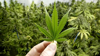 1.30 Euro pro Gramm: Uruguay will die Produktion und den Vertrieb von Marihuana steuern - Foto: iStock