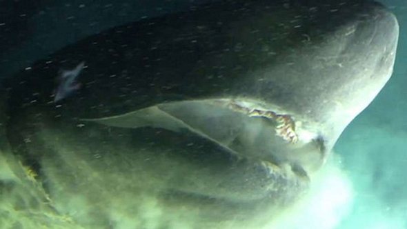Gigantischer Urzeit-Hai gefilmt - Foto: YouTube / OceanX