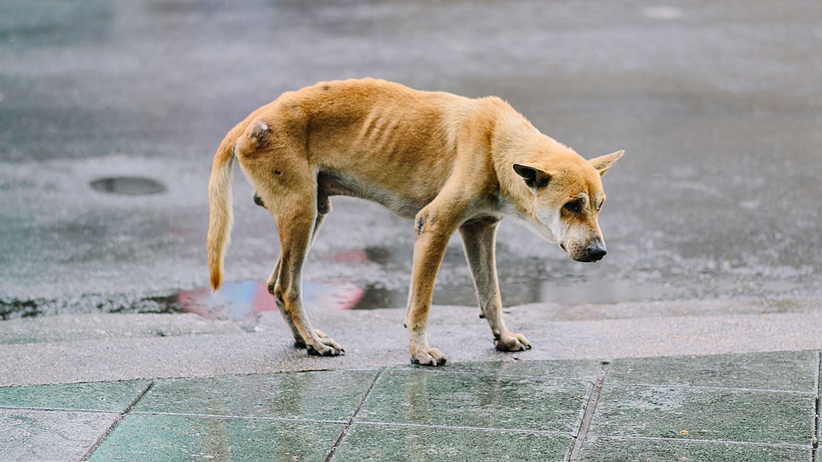 In den USA werden Tierquäler künftig drastisch bestraft (Symbolfoto).