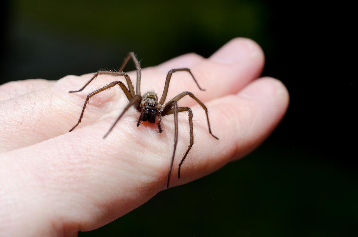 Spinne auf Hand