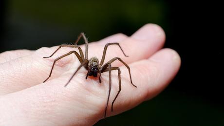 Spinne auf Hand - Foto: iStock/artas