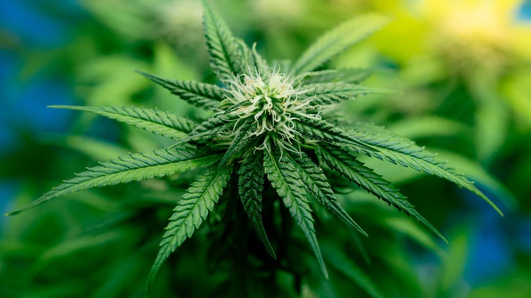 Cannabis-Pflanze - Foto: iStock/naveebird