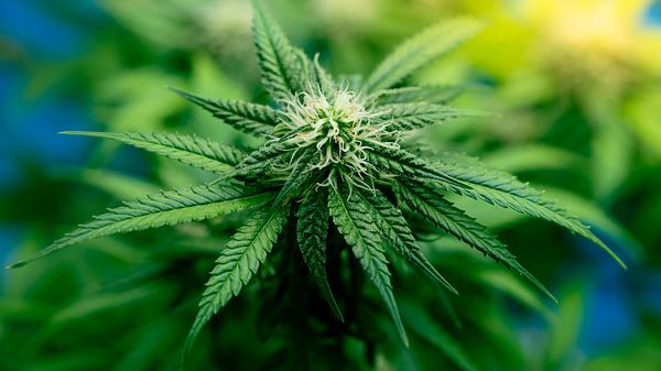 Cannabis-Pflanze - Foto: iStock/naveebird