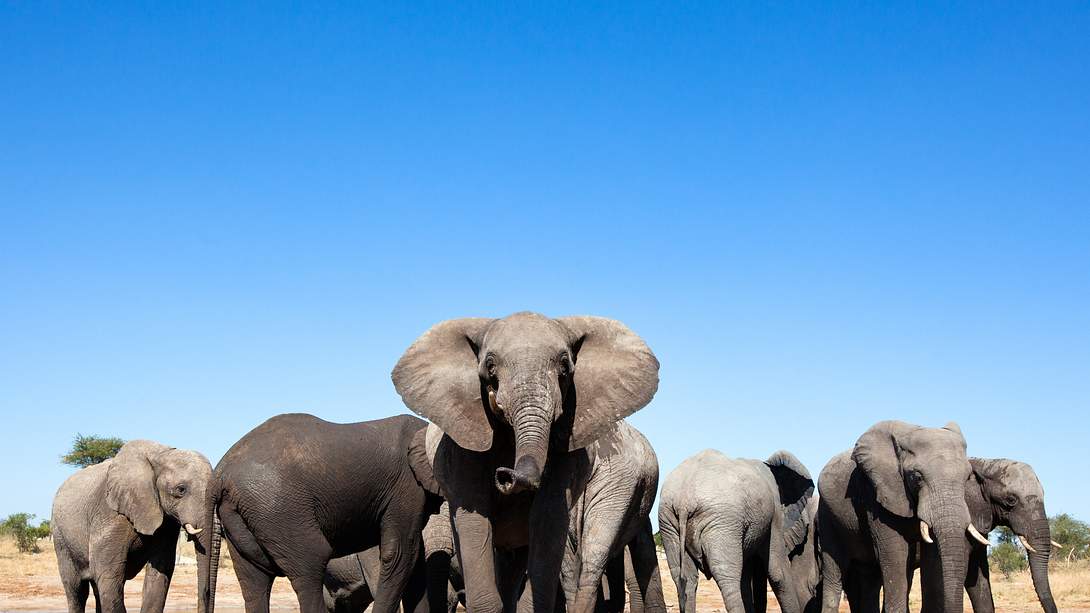 Elefanten - Foto: iStock/2630ben
