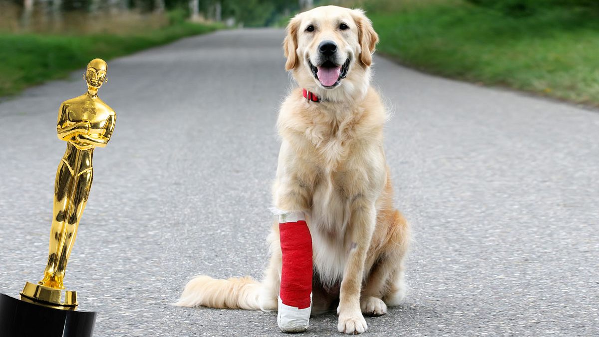 Verletzter Hund mit Oscar-Statue