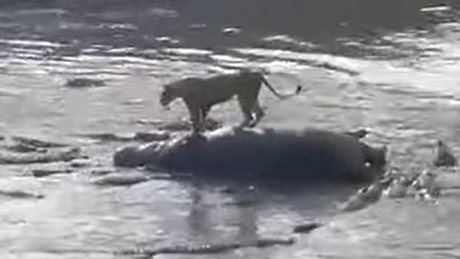 Löwe auf totem Nilpferd - Foto: YouTube / Compass Media (Screenshot)