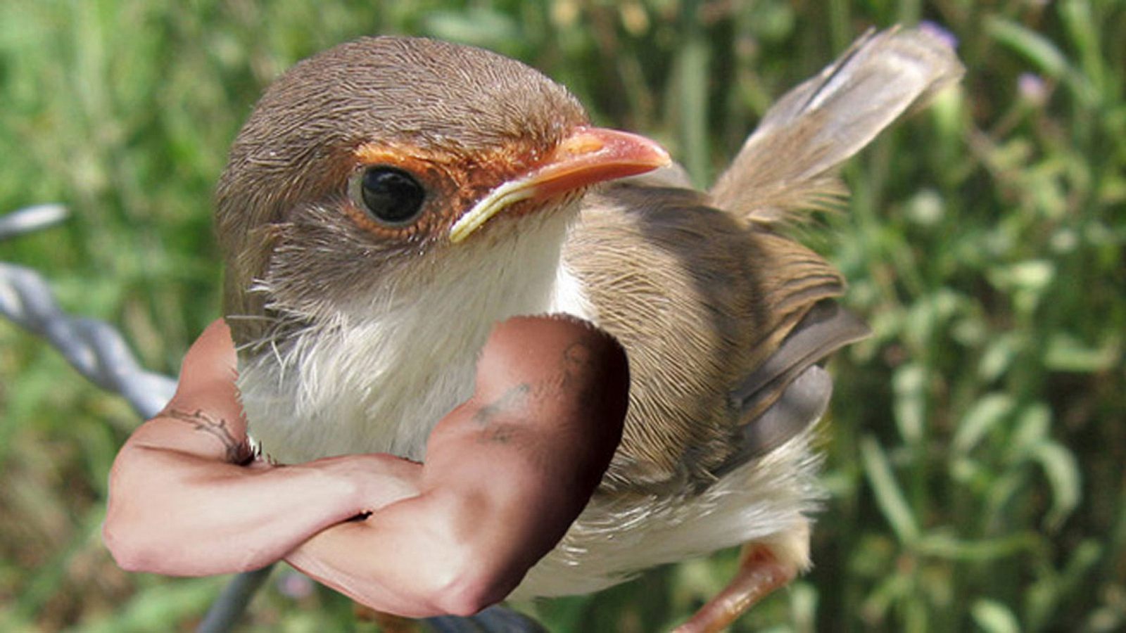 So sehen Vögel mit Armen aus - du wirst dich kaputt lachen | Männersache