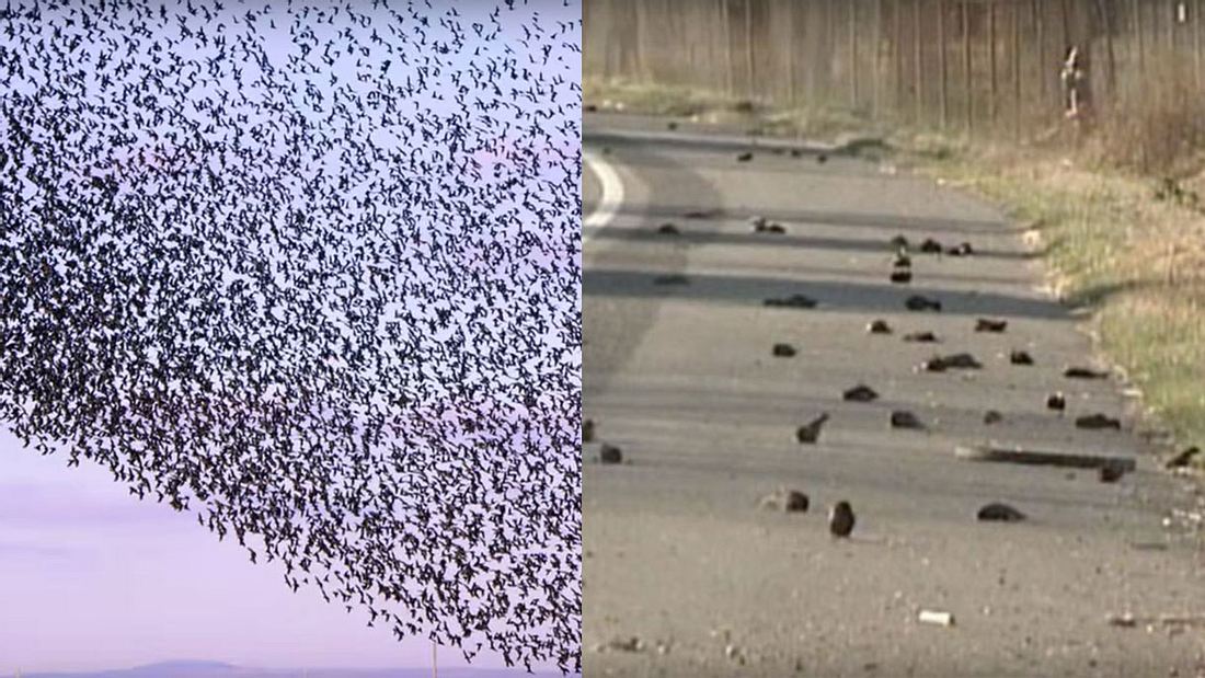 Nach UFO-Attacke: Hunderte Vögel fallen tot vom Himmel Nach UFO-Attacke: Hunderte Vögel fallen tot vom Himmel