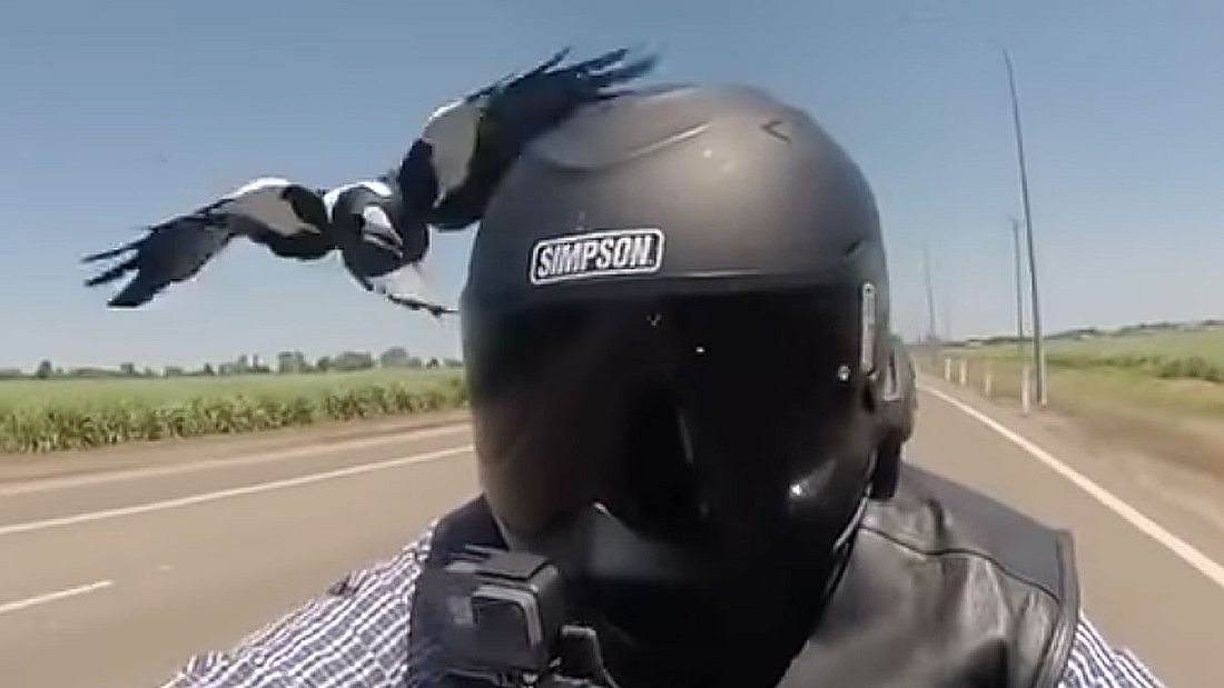 Vogel attackiert Biker Vogel attackiert Biker