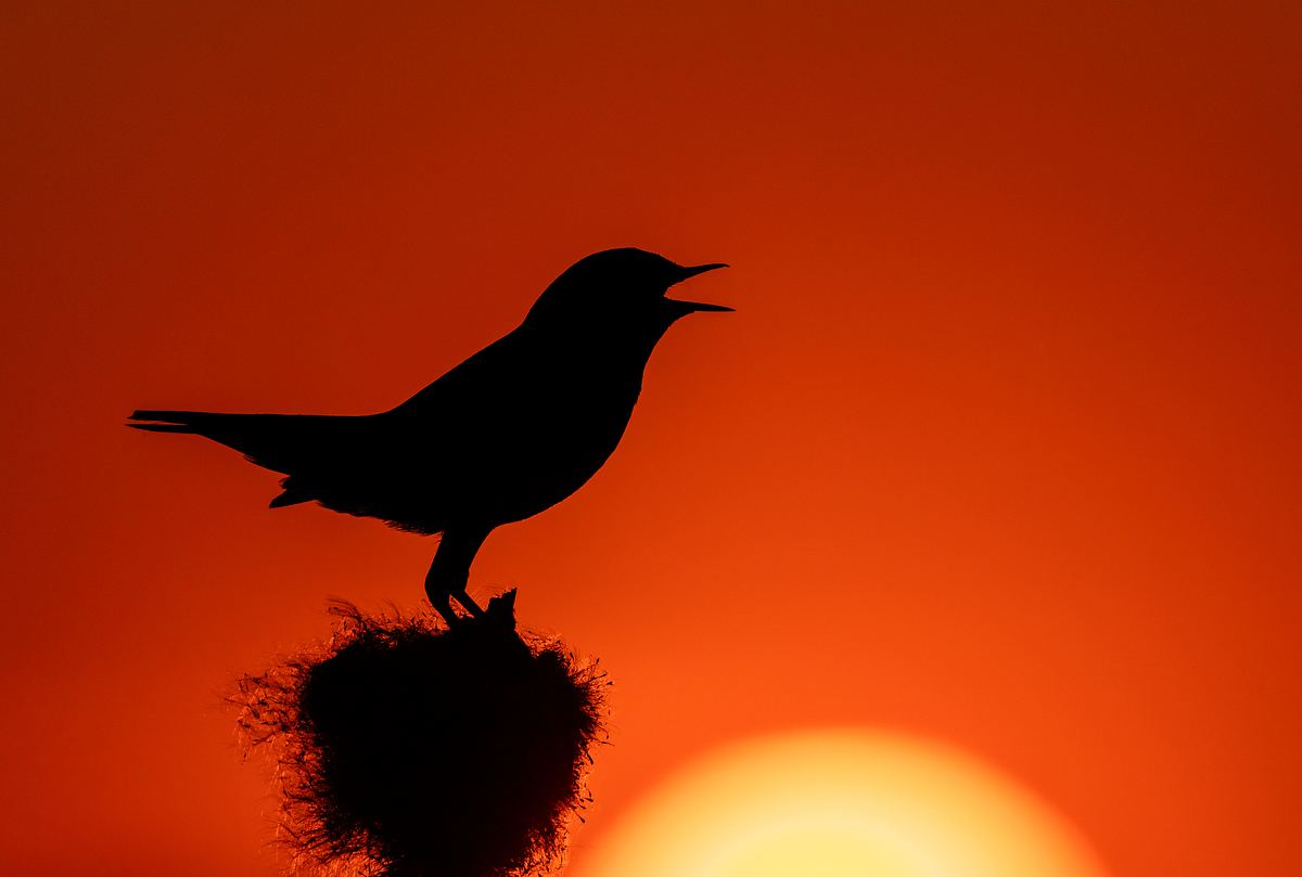 Ein Singvogel bei Sonnenuntergang