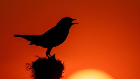 Ein Singvogel bei Sonnenuntergang - Foto: iStock / Andyworks