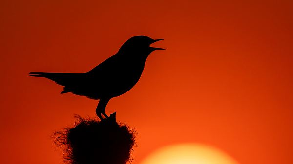 Ein Singvogel bei Sonnenuntergang - Foto: iStock / Andyworks