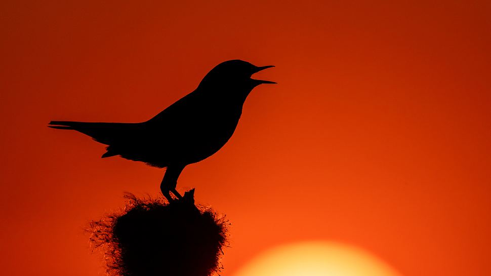 Ein Singvogel bei Sonnenuntergang - Foto: iStock / Andyworks